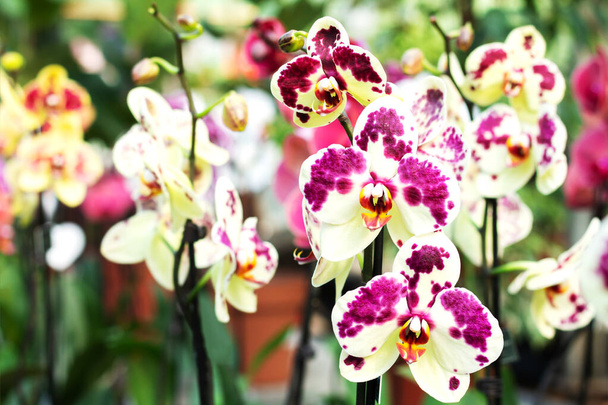 Groupe de belles fleurs colorées de Phalaenopsis d'orchidée - Photo, image
