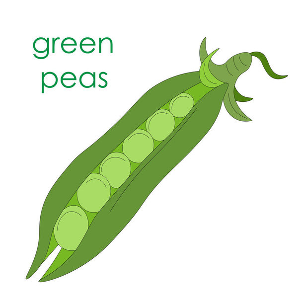 Green peas, one open pod of green rest without leaves. Vegetarian food. eco-friendly, organic farm product. rustic micro-greenery. vegetable pod for canned food - Vector, Image