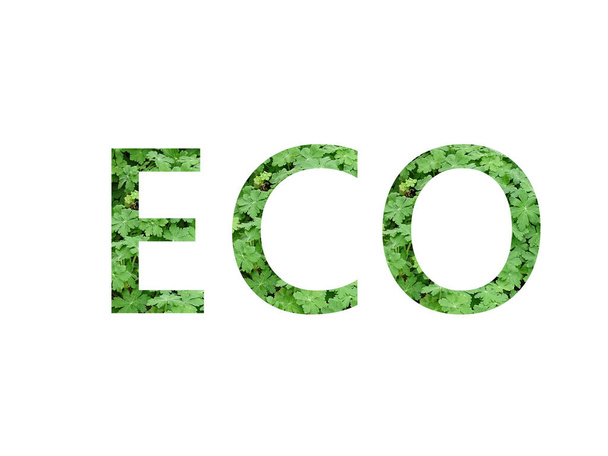 Eco (κείμενο) κατασκευασμένο με πράσινα γράμματα γερανίου, απομονωμένο σε λευκό φόντο - Φωτογραφία, εικόνα