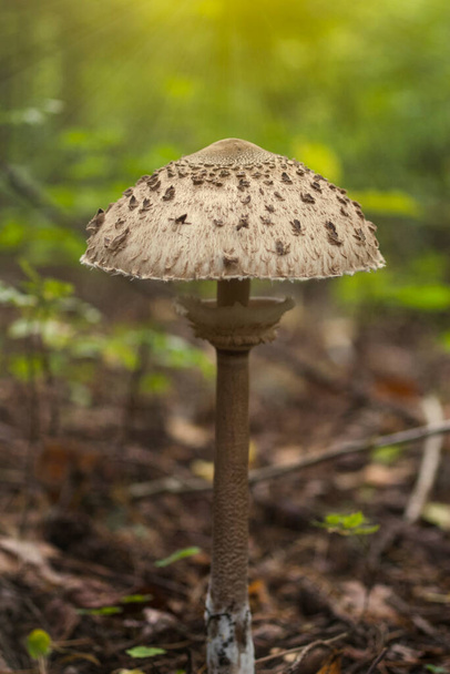 Beautiful parasol mushroom (Macrolepiota procera) in the forest with sun rays on the background - Photo, Image
