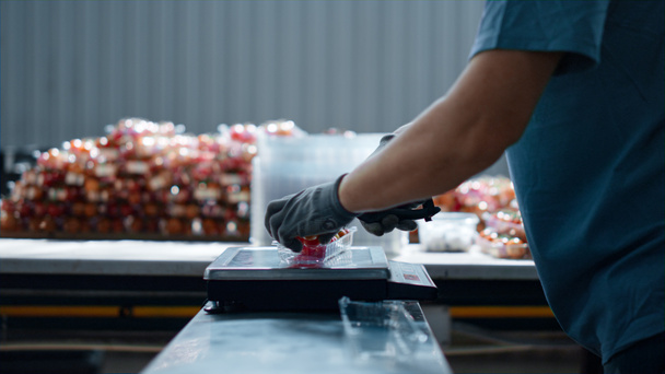 Worker packing tomatoes scales weighting organic food in horticultural workplace - Photo, Image
