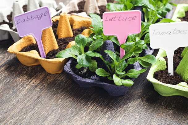 Растения в многоцветных повторно использованных коробках с этикетками растений, экологически устойчивое садоводство и связь с природой - Фото, изображение