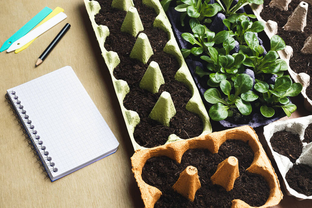 Повторно использованные коробки с яйцами для прорастания семян и ноутбук на столе, устойчивое домашнее садоводство, вид сверху - Фото, изображение