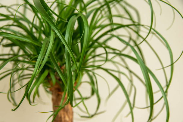 The Beaucarnea Recurvata plant, also known as Ponytail Palm, or Nolina - Photo, Image