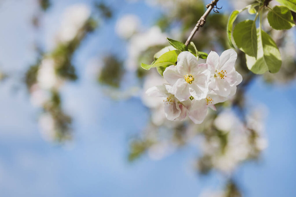 Bloeiende appelboom takken witte bloemen en groene bladeren op de blauwe hemel achtergrond. Mooie bloesemtuin, lente, zomerse zonnige dag, natuur, bloemrandkader, kopieerruimte - Foto, afbeelding