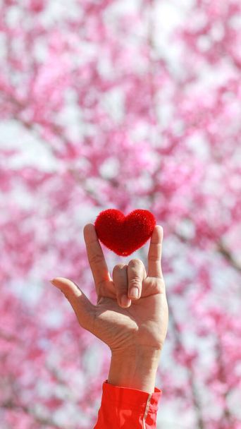 男は手を頭の上に上げて、私があなたを愛しているという愛のサインをしました、そして彼の手には美しいピンクの桜の背景に赤いハートサインがありました。友情と愛の概念 - 写真・画像