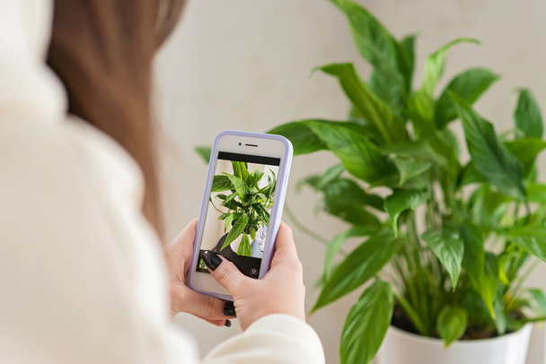 Mains d'une blogueuse fleuriste photographiant une plante domestique Spathiphyllum dans un pot sur un téléphone portable. Accueil amélioration des plantes, jardinage, travail influenceur des médias sociaux en ligne. Concentration sélective douce. - Photo, image