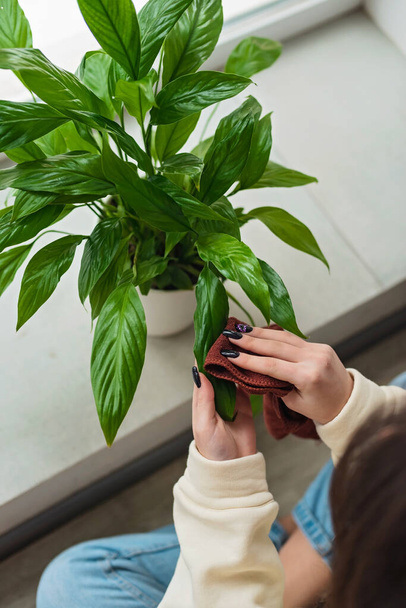 Vrouwen handen dicht. Een vrouw veegt huisstof af van de bladeren van binnenplanten met een zachte doek. Spathiphyllum in een witte pot. Zachte selectieve focus. - Foto, afbeelding
