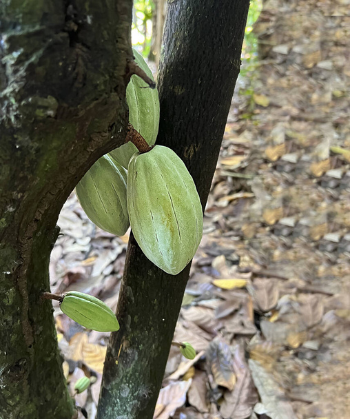 fruits de cacao vert (Theobroma cacao) poussent sur les arbres dans des conditions naturelles. Fruits tropicaux de boisson populaire - Photo, image