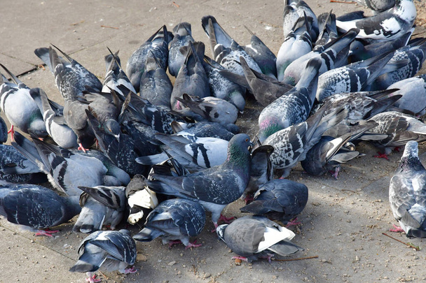 London; Hampstead; England - october 21 2021 : pigeons in the Belsize Park district - Foto, imagen
