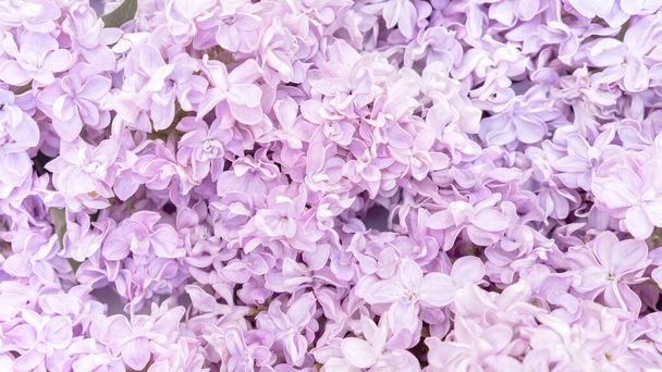 Fondo romántico de flores lila para el concepto de San Valentín, boda, aniversario. Fondo floral púrpura claro. - Foto, Imagen