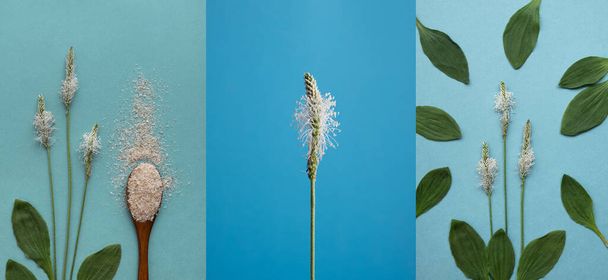 Psyllium plant product is the husk of plantain seeds on a blue background - Photo, image