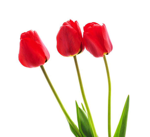 Bouquet of red tulips isolated on a white background. - Fotoğraf, Görsel