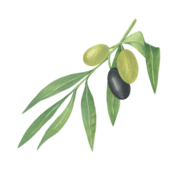 oliivipuun oksa, jossa on vihreitä ja mustia hedelmiä - Valokuva, kuva