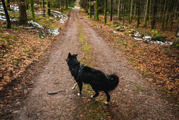 Hond in het bos wandelend op een wandelpad. Border collie hond poseren in het bos. - Foto, afbeelding