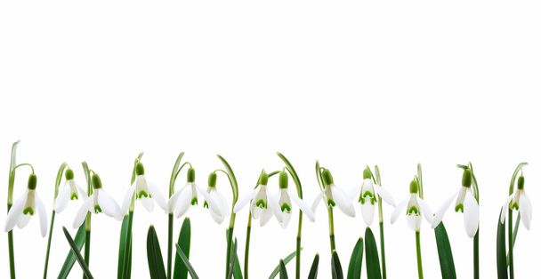 Grupo de flores que crecen en hilera, aisladas sobre fondo blanco
 - Foto, Imagen