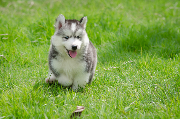 Cachorro sobre hierba
 - Foto, imagen