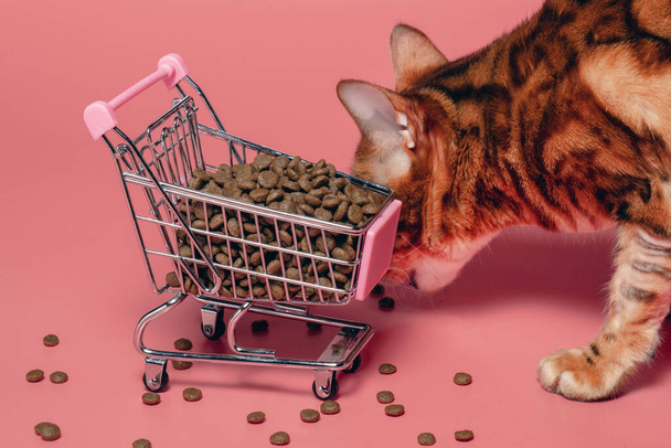 Bengal cat with alopecia on its paw eats pet food from a shopping cart on a pink background. The concept of hypoallergenic nutrition. - Photo, Image