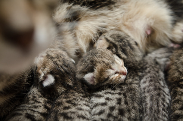 sleeping baby kitten - Photo, Image
