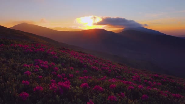 Aantrekkelijke zomerzonsondergang met roze rododendron bloemen. Locatie plaatsen Karpaten bergen, Oekraïne, Europa. Time lapse video exotisch landschap. Ontdek de schoonheid van de aarde. Gefilmd in 4k video. - Video