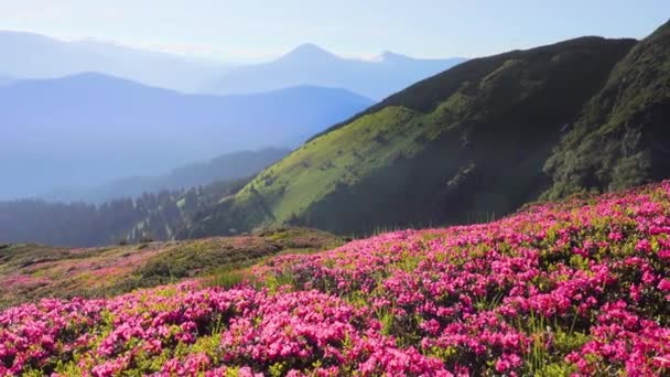 Splendido paesaggio in soleggiata giornata estiva con fiori di rododendro rosa. Località Montagne Carpazie, Ucraina, Europa. Scena estiva esotica. Scopri la bellezza della terra. Girato in 4k video. - Filmati, video