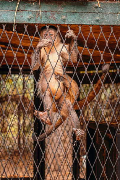 Függőleges felvétel egy kis kapucinus majomról, amint a kerítésbe kapaszkodik, egyenesen a kamerába néz evés közben. Kicsi majom baba kapaszkodik belé. - Fotó, kép