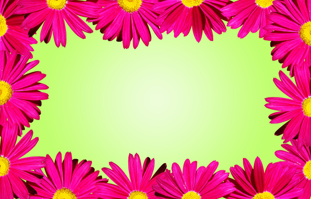 Pink daisies border over green - Foto, Imagen