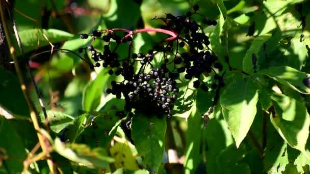 Clusters frutas sabugueiro preto no jardim. ancião, ancião negro. - Filmagem, Vídeo