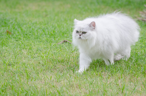 bílá perská kočka chůzi  - Fotografie, Obrázek