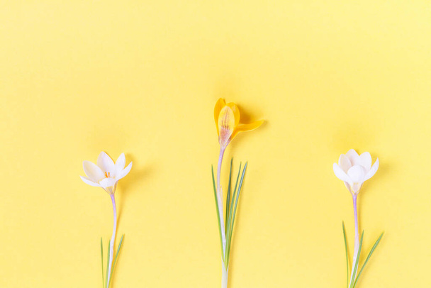 Slavnostní jarní okraj, první jarní květinový krokus na žlutém pozadí. - Fotografie, Obrázek