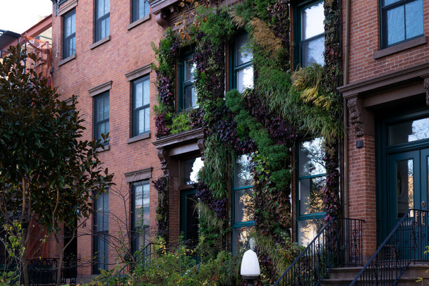 Red brick apartment building wall of brownstone covered by green ivy in Brooklyn, NY - Valokuva, kuva