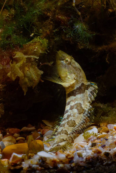 aktywny karzeł gatunki słonowodne tubenose goby poszukiwanie żywności na żywej dekoracji skał, pokryte kolorowymi glonami w akwarium biotopów morskich Morza Czarnego - Zdjęcie, obraz
