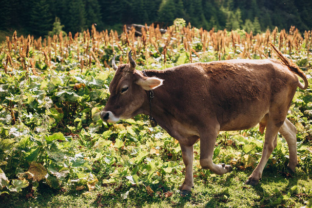 Корова їсть траву на тлі гірської долини. Корови пасуться на пасовищах. Яловича худоба, що стоїть у зеленому полі, концепція вирощування
 - Фото, зображення