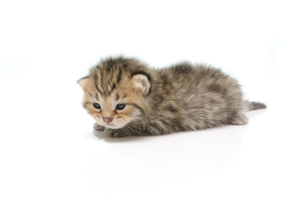 Новорожденный котенок тэбби на белом фоне
  - Фото, изображение