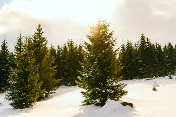 Winter Landscape Snow covered larch trees on a slope against the mountains - Photo, Image