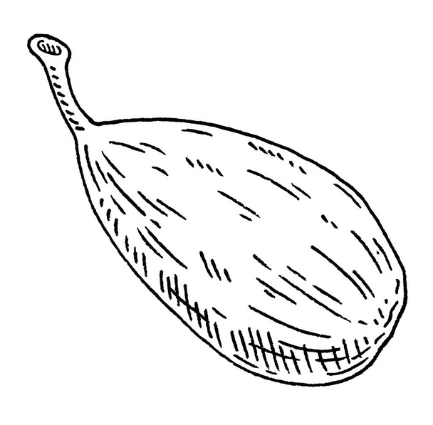Cardamom spice fruit whole. Vintage vector black engraving - Vektor, Bild