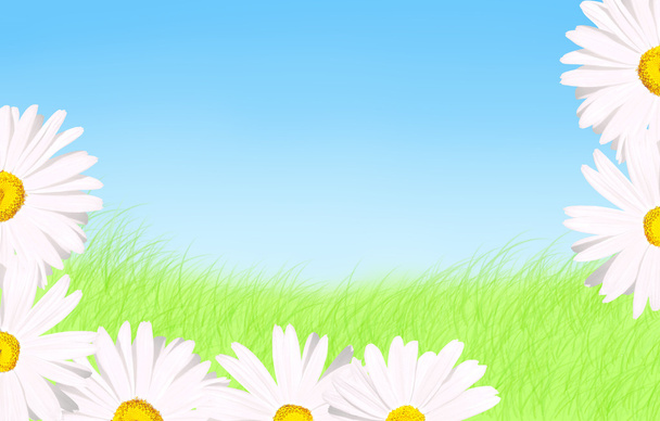 White daisies grass and sky background - 写真・画像