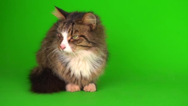kot kotek szary na zielony ekran tło izolowane - Materiał filmowy, wideo