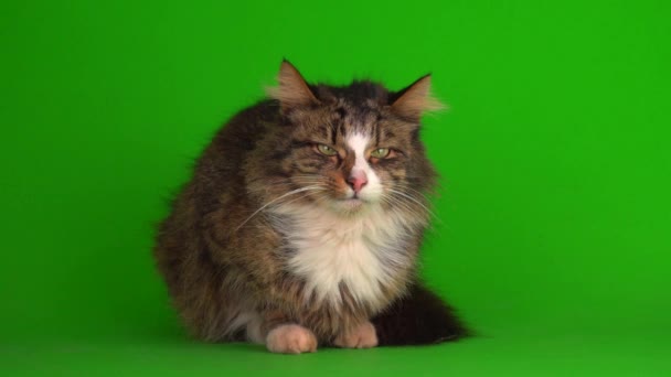 chat chaton gris sur fond vert isolé - Séquence, vidéo