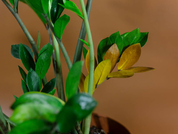 Nahaufnahme der Blätter von Zamioculcas zamiifolia in einem Topf auf braunem Hintergrund. Gartenarbeit im Haus, Zimmerpflanzenpflege - Foto, Bild