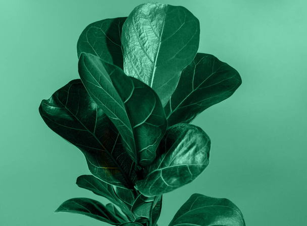 Κοντινό πλάνο του πράσινου φύλλου του ficus lyrata ή Fiddle Leaf Σύκο.. στο πράσινο φόντο. Εσωτερική κηπουρική, φροντίδα φυτών εσωτερικού χώρου - Φωτογραφία, εικόνα