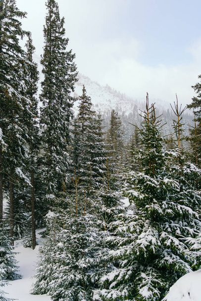 Kış manzarası Dağlara karşı bir yamaçtaki karaçam ağaçlarını kapladı - Fotoğraf, Görsel