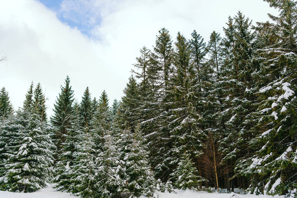 Winterlandschaft Schneebedeckte Lärchen am Hang gegen die Berge - Foto, Bild