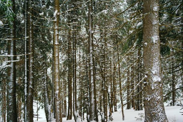 Paisaje invernal alerces cubiertos de nieve en una pendiente contra las montañas - Foto, Imagen