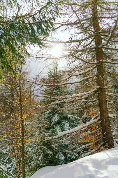 Зимний пейзаж Снег покрыл лиственницы на склоне против гор - Фото, изображение