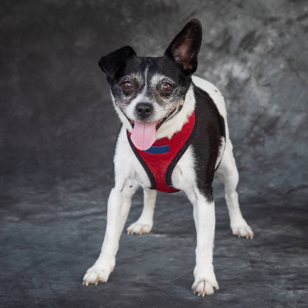 The American Rat Terrier is quite a rare dog thesedays. - Photo, Image