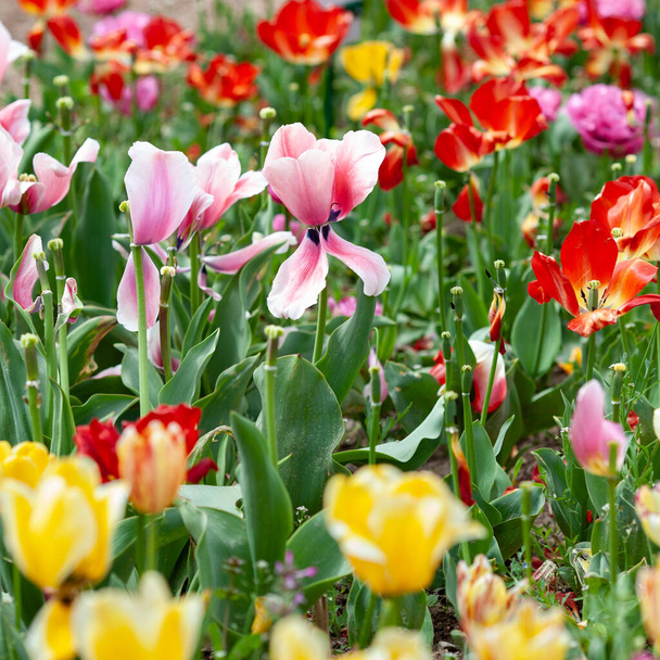 Beautiful photo of tulip. flower tulip garden spring nature. large buds of tulips. tulips growing in garden. - 写真・画像