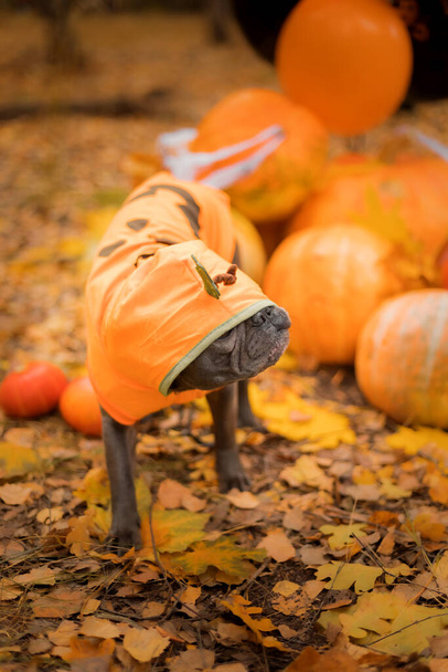 Dog with pumpkins in the forest.  Cute french bulldog. Halloween and Thanksgiving Holidays - Foto, imagen