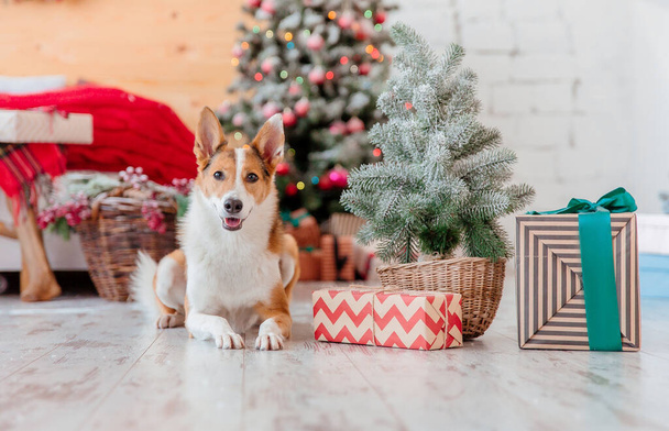 Happy New Year and Merry Christmas! Cute dog near christmas tree. Dog is waiting for a holiday at home. - Foto, Bild