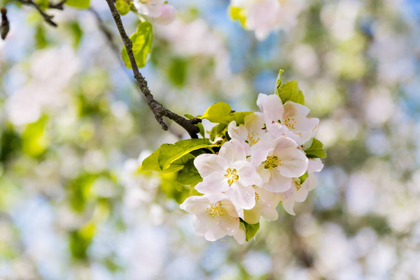 Floração macieira ramos flores brancas e folhas verdes no fundo do céu azul. Jardim bonito da flor, mola, dia ensolarado do verão, natureza, quadro de borda floral, espaço da cópia - Foto, Imagem